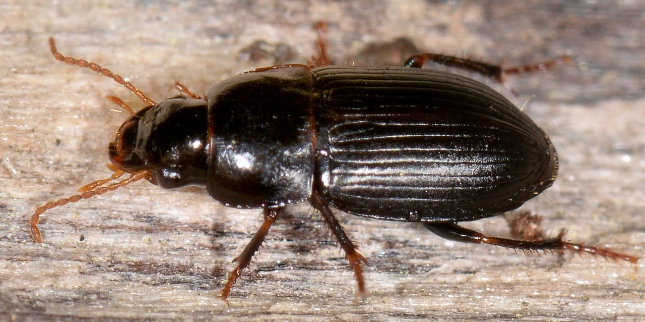 Carabidae: Harpalus sp.? H. modestus !!!